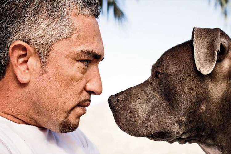 Cesar Millan Photo